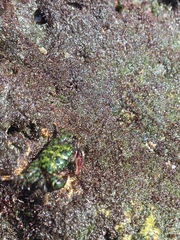 Pachygrapsus crassipes