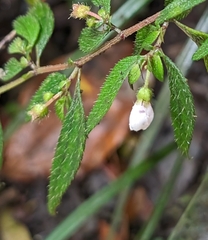 Centradenia inaequilateralis image