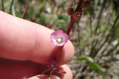 Sidalcea sparsifolia