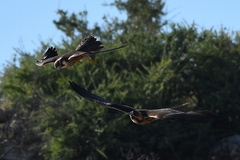 Falco biarmicus biarmicus