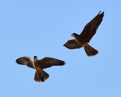 Falco biarmicus biarmicus