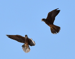 Falco biarmicus biarmicus