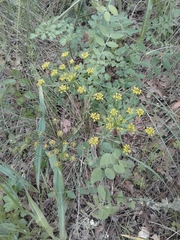 Tauschia kelloggii