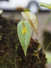 Pleurothallis homalantha