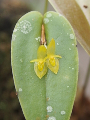 Pleurothallis homalantha