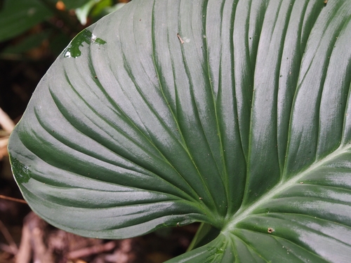 Image of Philodendron grandipes by (c) Lena Struwe, some rights reserved (CC BY-SA)