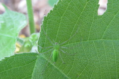 Peucetia formosensis