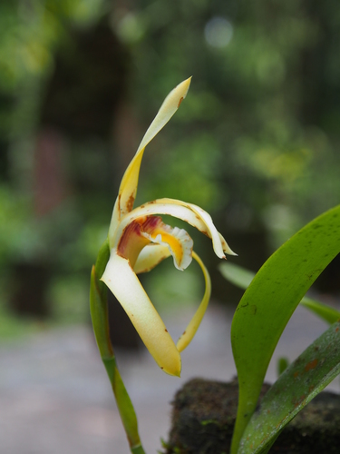 Maxillaria endresii, photograph 3