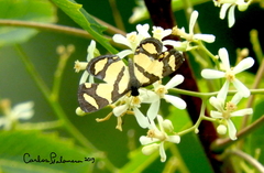 Baeotis zonata zonata