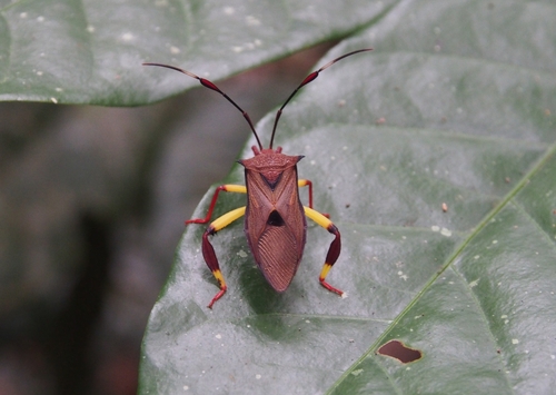 Melucha biolleyi image