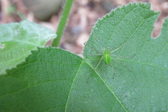 Peucetia formosensis