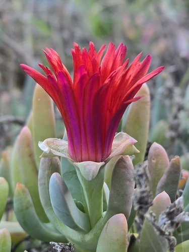 Malephora crocea