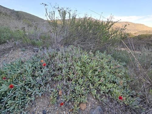Malephora crocea