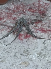 Elgaria multicarinata webbii