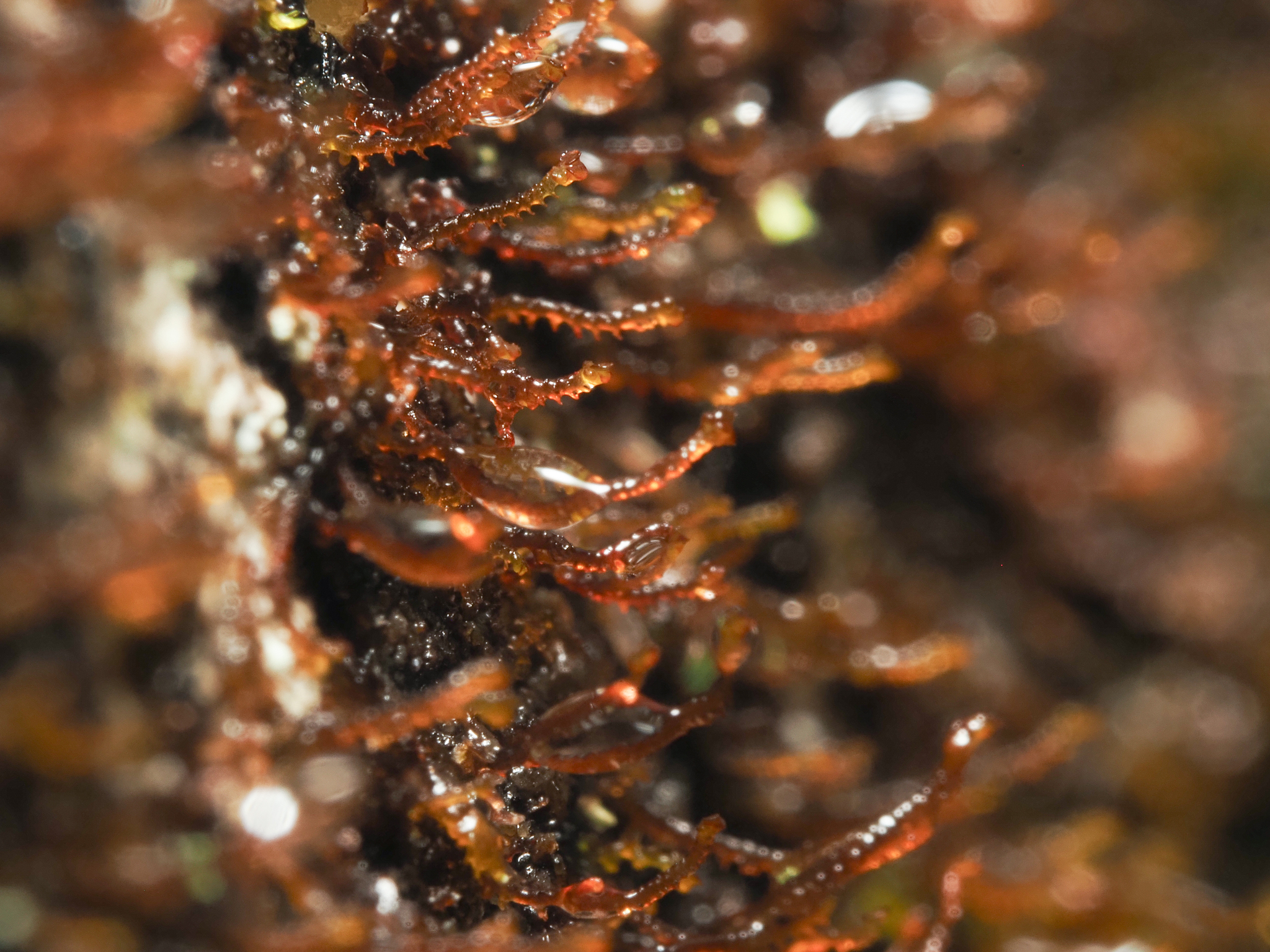 Frullania bolanderi