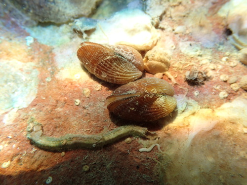 Brachidontes adamsianus, 2024-02-23
