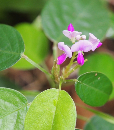 Subspecies Grona heterocarpos ovalifolia · iNaturalist United Kingdom