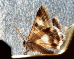 Cerocala vermiculosa