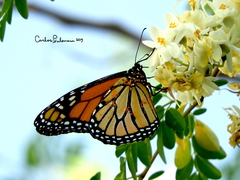 Danaus plexippus plexippus