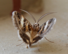 Cerocala vermiculosa