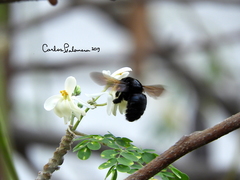 Xylocopa