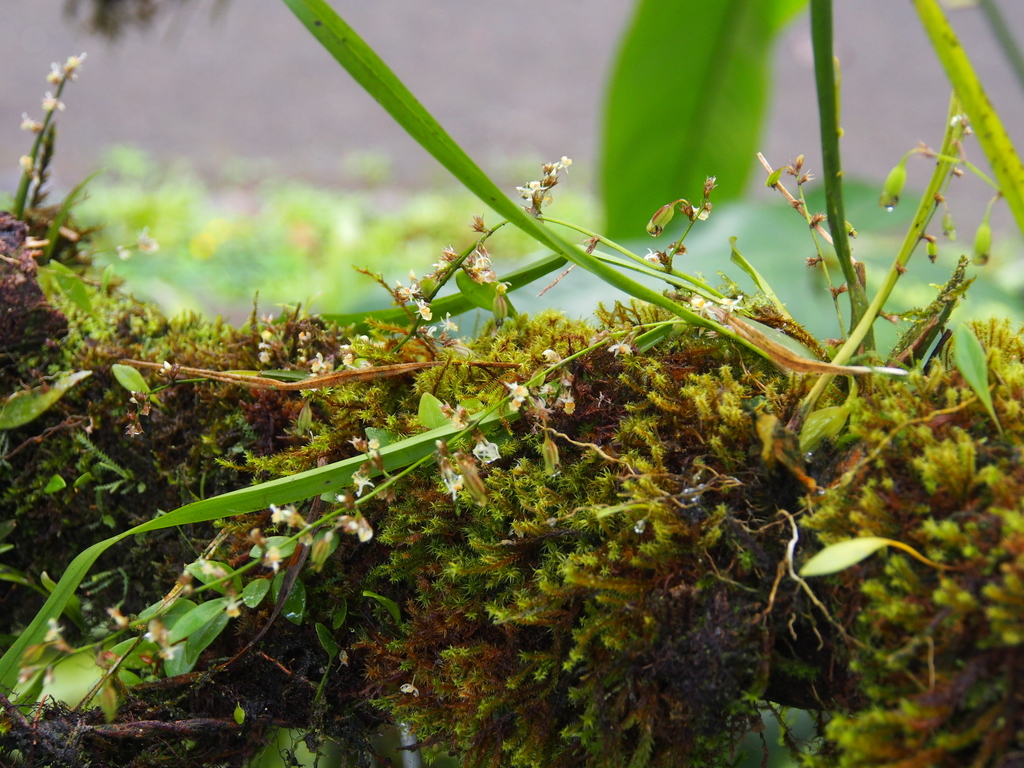 Oncidium integrilabre