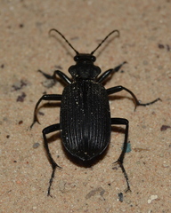 Calosoma planicolle