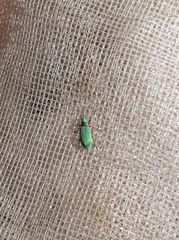 Polydrusus impressifrons