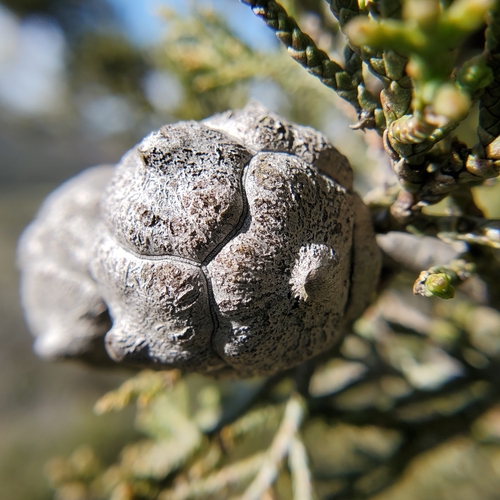 Image of Hesperocyparis forbesii by no rights reserved