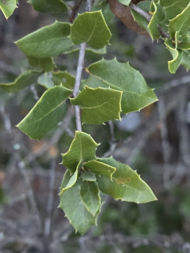 Image of Quercus cedrosensis by (c) Alan Rockefeller, some rights reserved (CC BY)