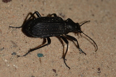 Calosoma planicolle