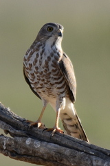 Shikra photo 4