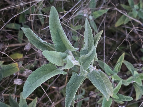 Image of Lepechinia cardiophylla by (c) Alan Rockefeller, some rights reserved (CC BY)