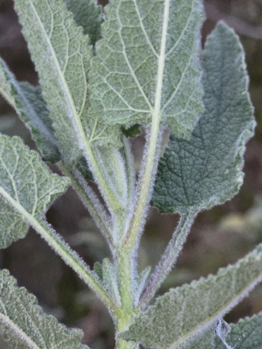 Image of Lepechinia cardiophylla by (c) Alan Rockefeller, some rights reserved (CC BY)