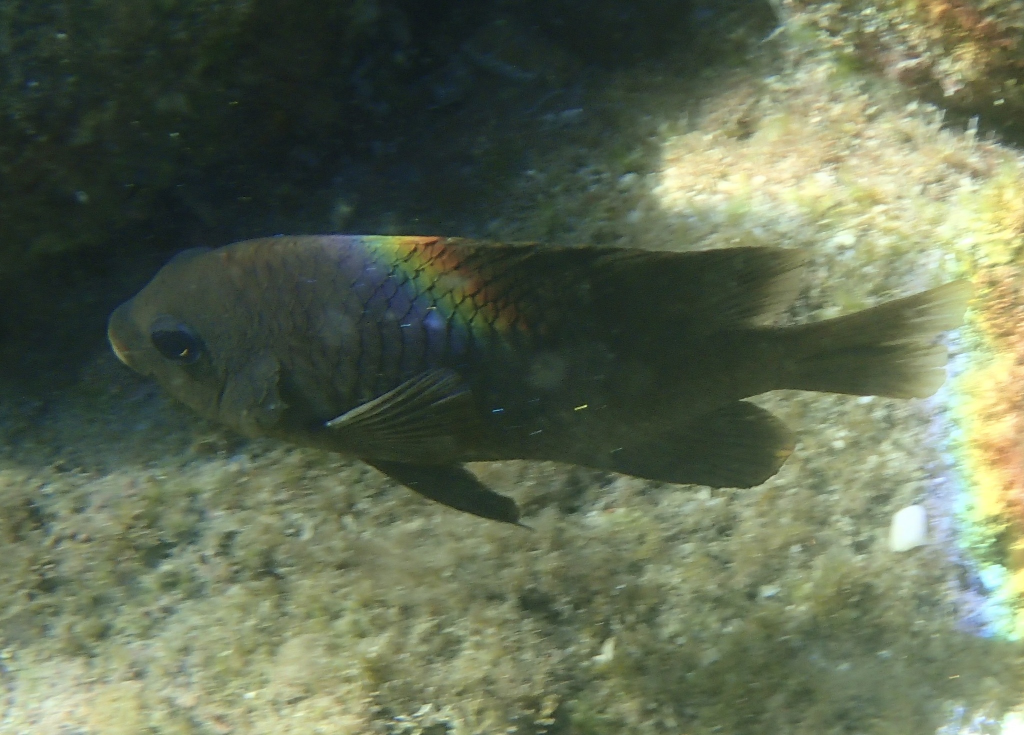 A brown damselfish swimming in the water.
