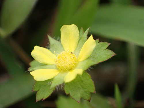 Lesser Mock-strawberry