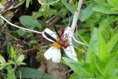 Polistes metricus image
