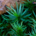 Atrichum cylindricum - Photo (c) Derrick Wales,  זכויות יוצרים חלקיות (CC BY), הועלה על ידי Derrick Wales