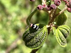 Image of Omophoita albofasciata