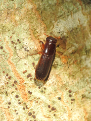 Platypodinae