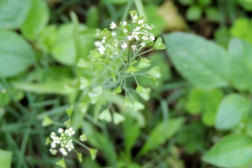 Capsella bursa-pastoris image