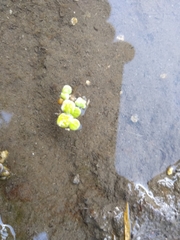 Spirodela polyrhiza