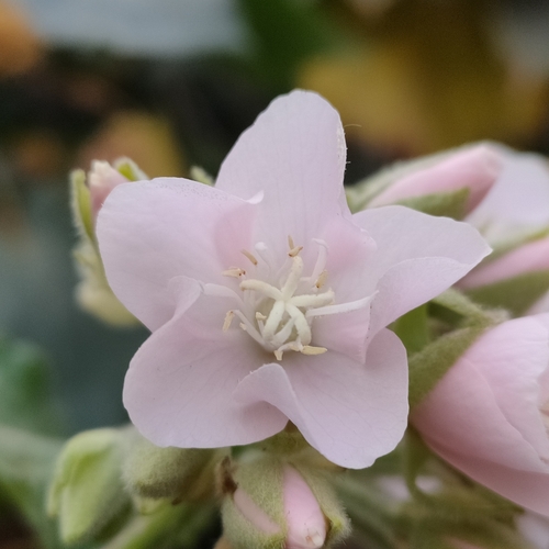 Dombeya spectabilis