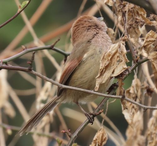 Vinous-throated Parrotbill, Michuhol-gu, Incheon, South Korea, photo 6 of 10