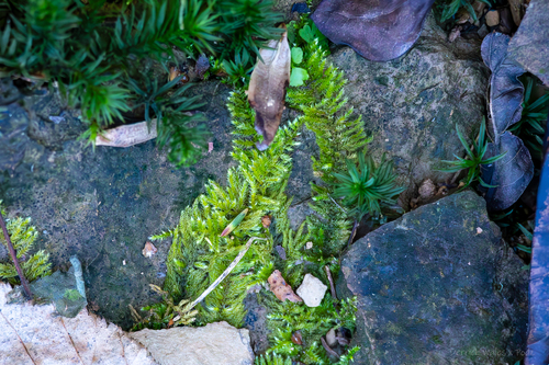 Atrichum cylindricum, 2023-11-12