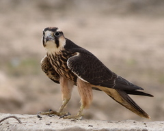 Falco biarmicus biarmicus