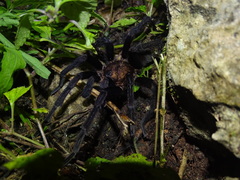 Citharacanthus meermani