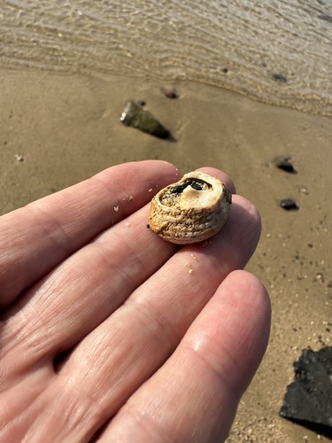 Trochus intextus observed 2024-02-23