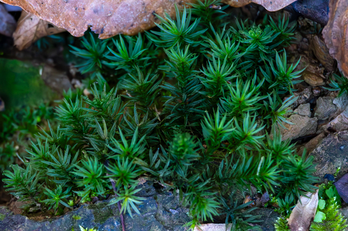 Atrichum cylindricum, 2023-11-12