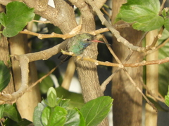Cynanthus latirostris
